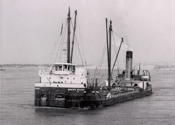 Brown Beaver