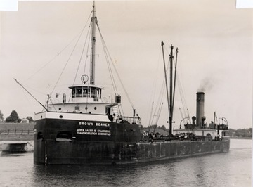 Brown Beaver