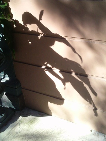 Shrub Shadow. New York City, August 2012 