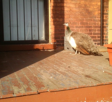 Tuesday, the Peahen. Detroit, March 2015 