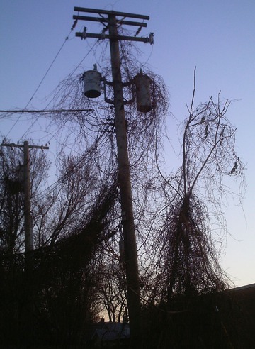 Overgrowth on Telephone Poles. Grosse Pointe, Michigan, November 2017 