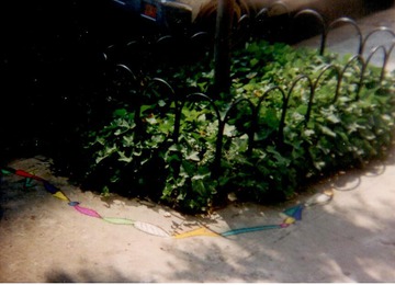 NYC Snake #1